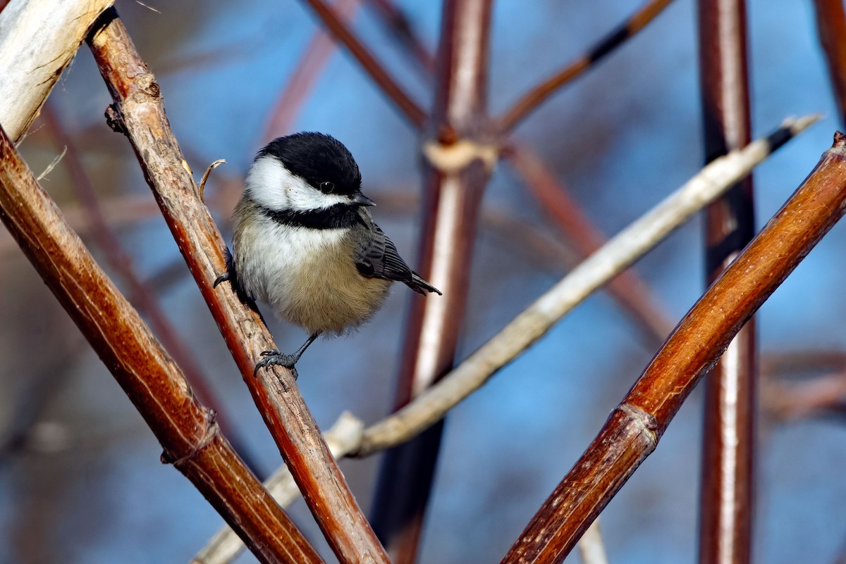 Black-capped Chickadee - ML649832565
