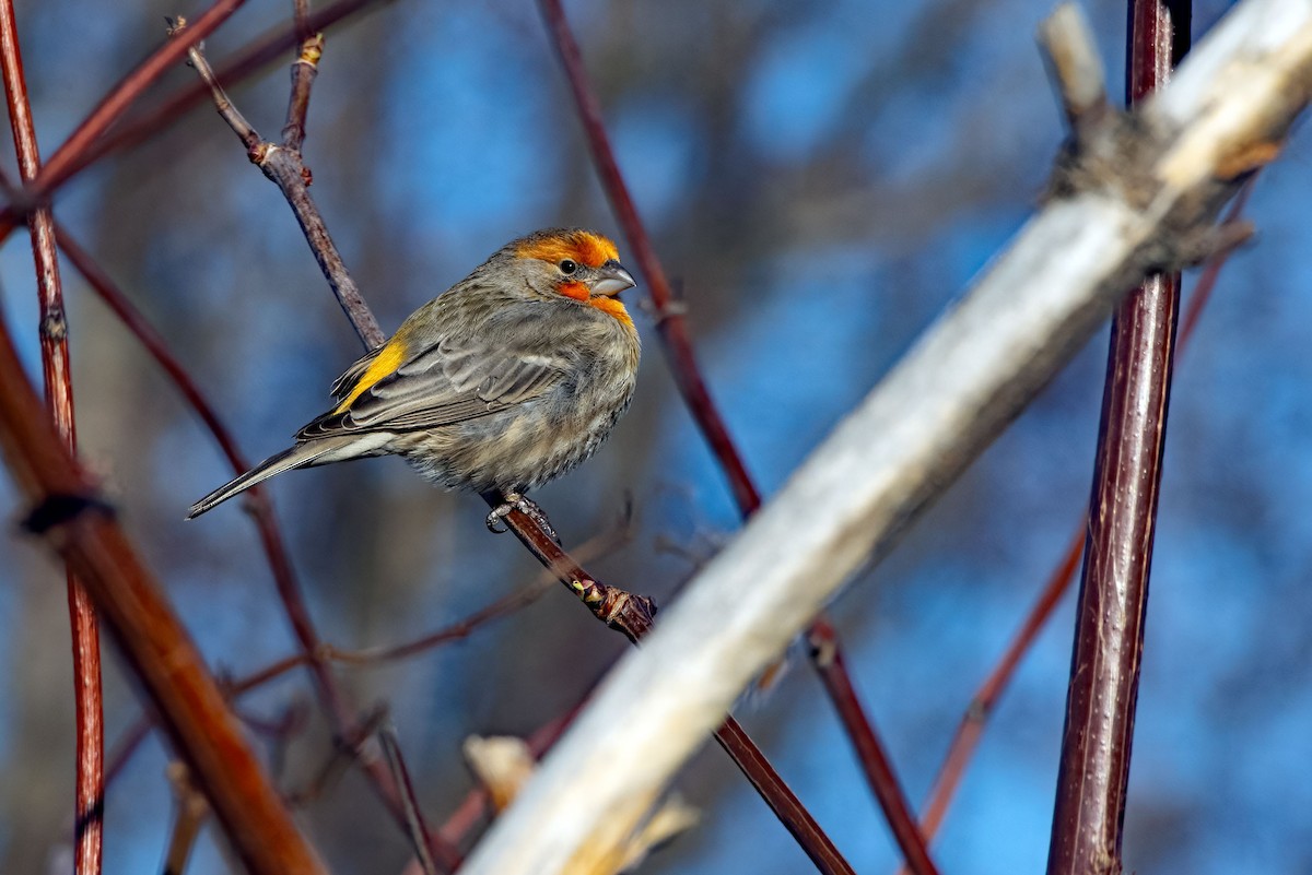 House Finch - ML649832576