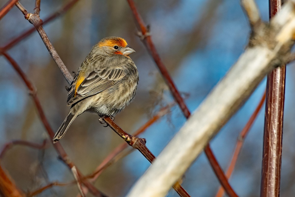 House Finch - ML649832577