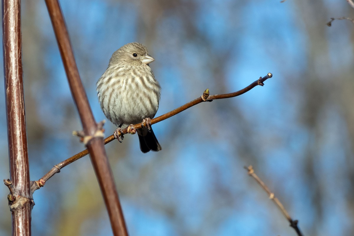 House Finch - ML649832578
