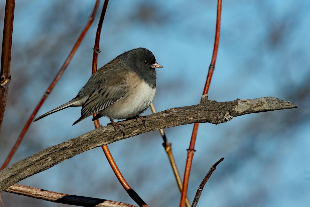 Dark-eyed Junco - ML649832614