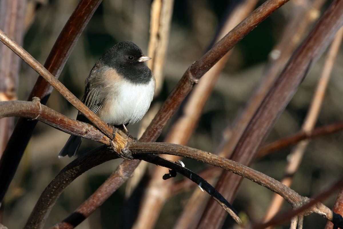 Dark-eyed Junco - ML649832615