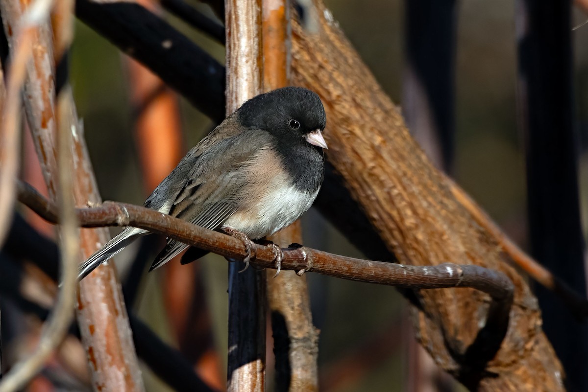 Dark-eyed Junco - ML649832616