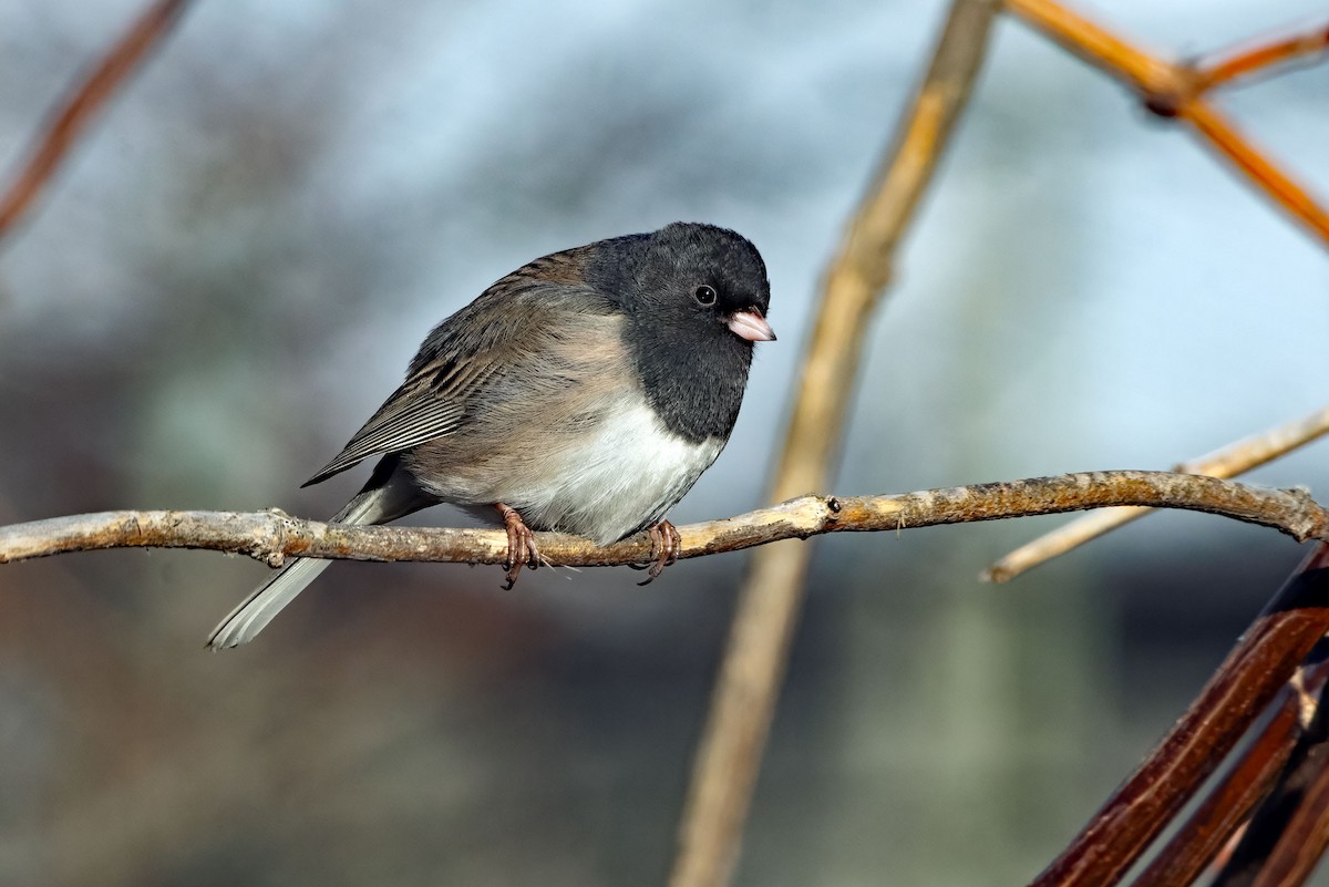 Dark-eyed Junco - ML649832617