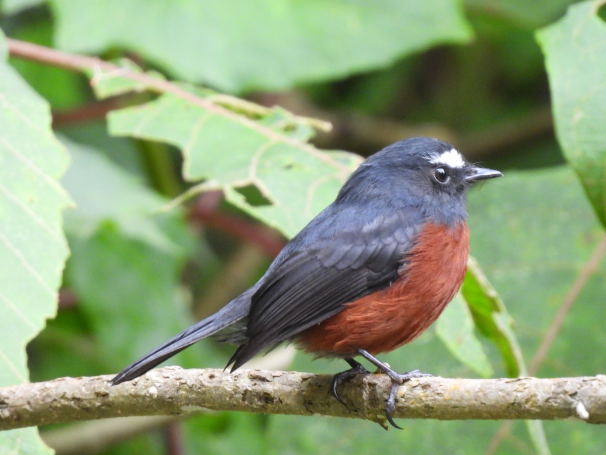 Chestnut-bellied Chat-Tyrant - ML649832896