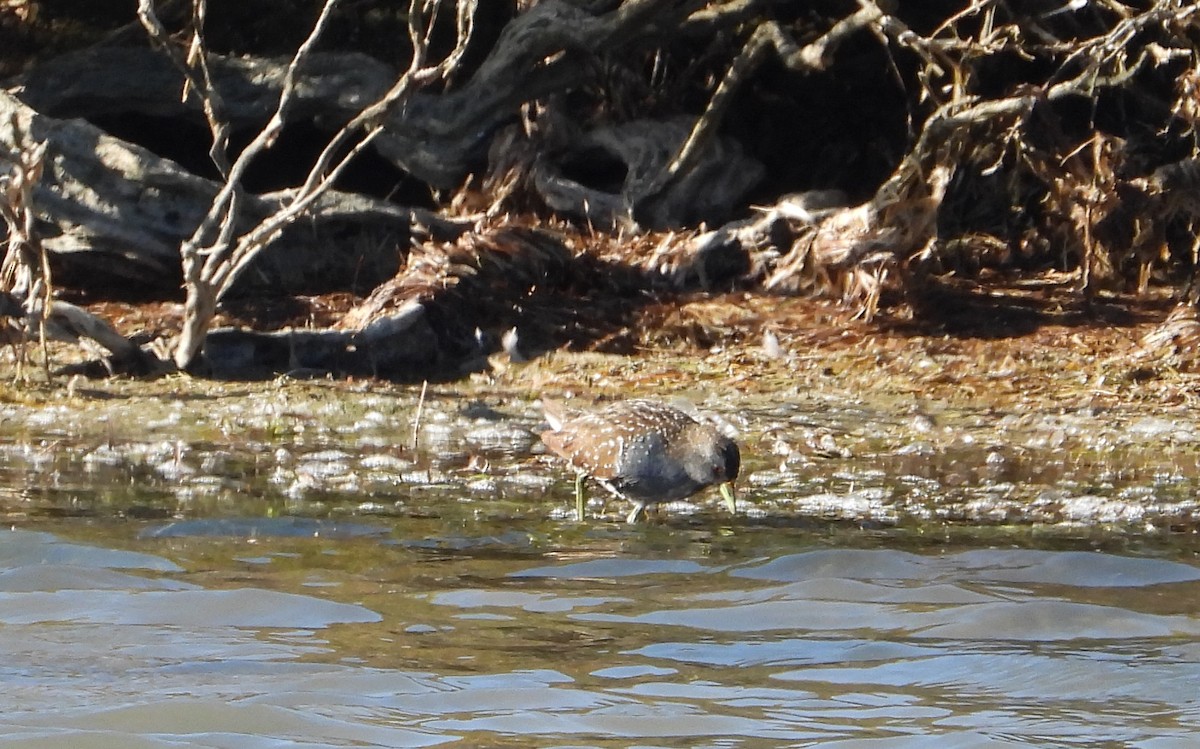 Avustralya Suyelvesi - ML649833082