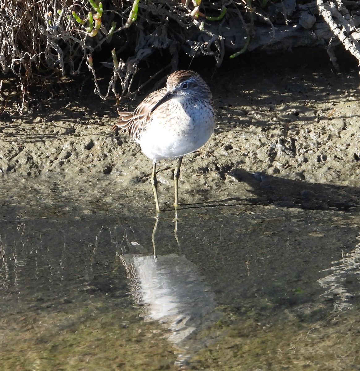 Kıl Kuyruklu Kumkuşu - ML649833088