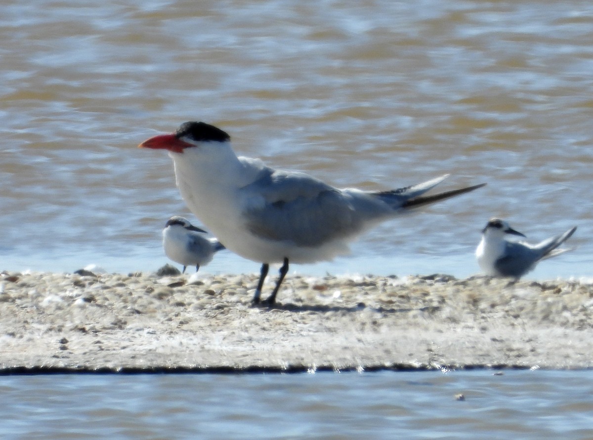 Hazar Sumrusu - ML649833091