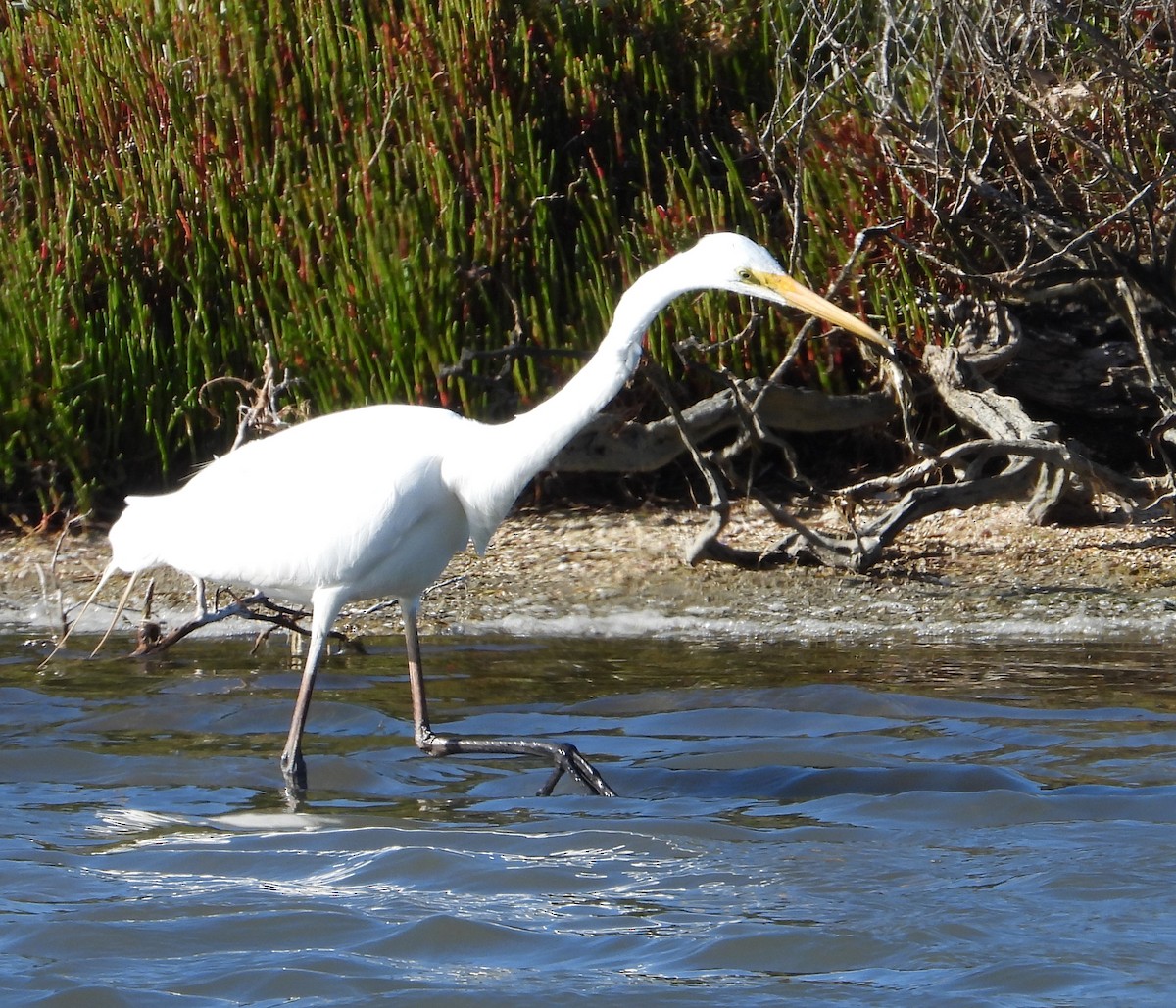 Büyük Ak Balıkçıl - ML649833095