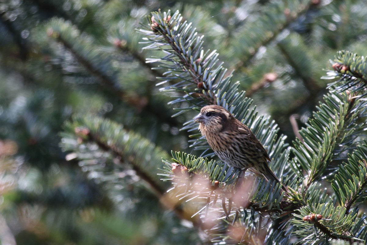 Himalayan White-browed Rosefinch - ML649833914