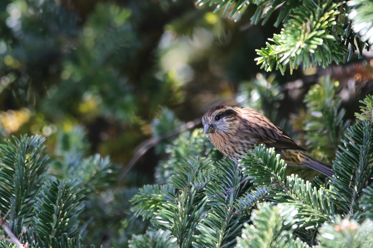 Himalayan White-browed Rosefinch - ML649833915