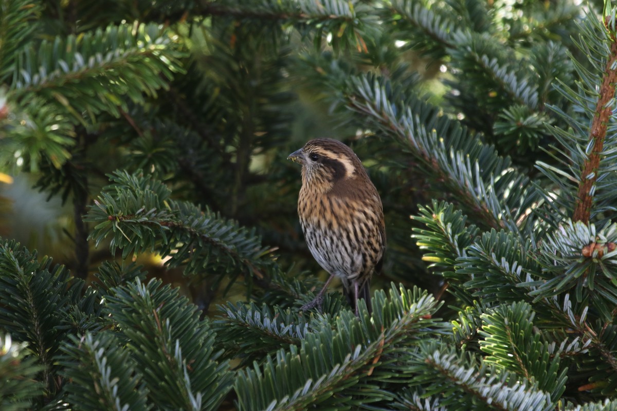 Himalayan White-browed Rosefinch - ML649833916
