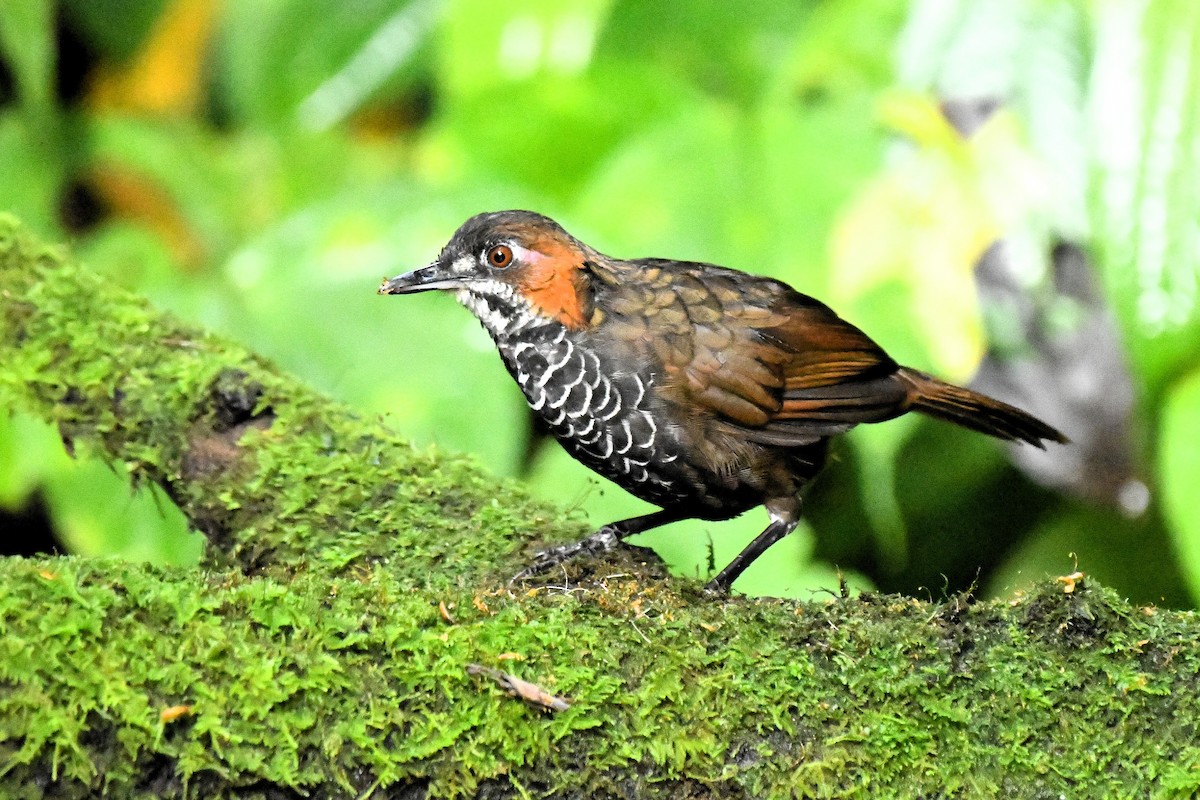 Marbled Wren-Babbler - ML649834085
