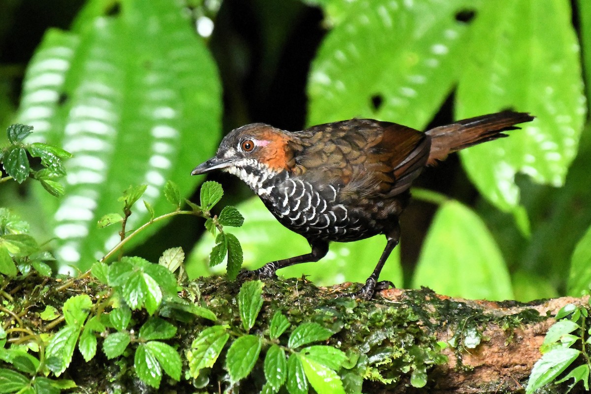 Marbled Wren-Babbler - ML649834094