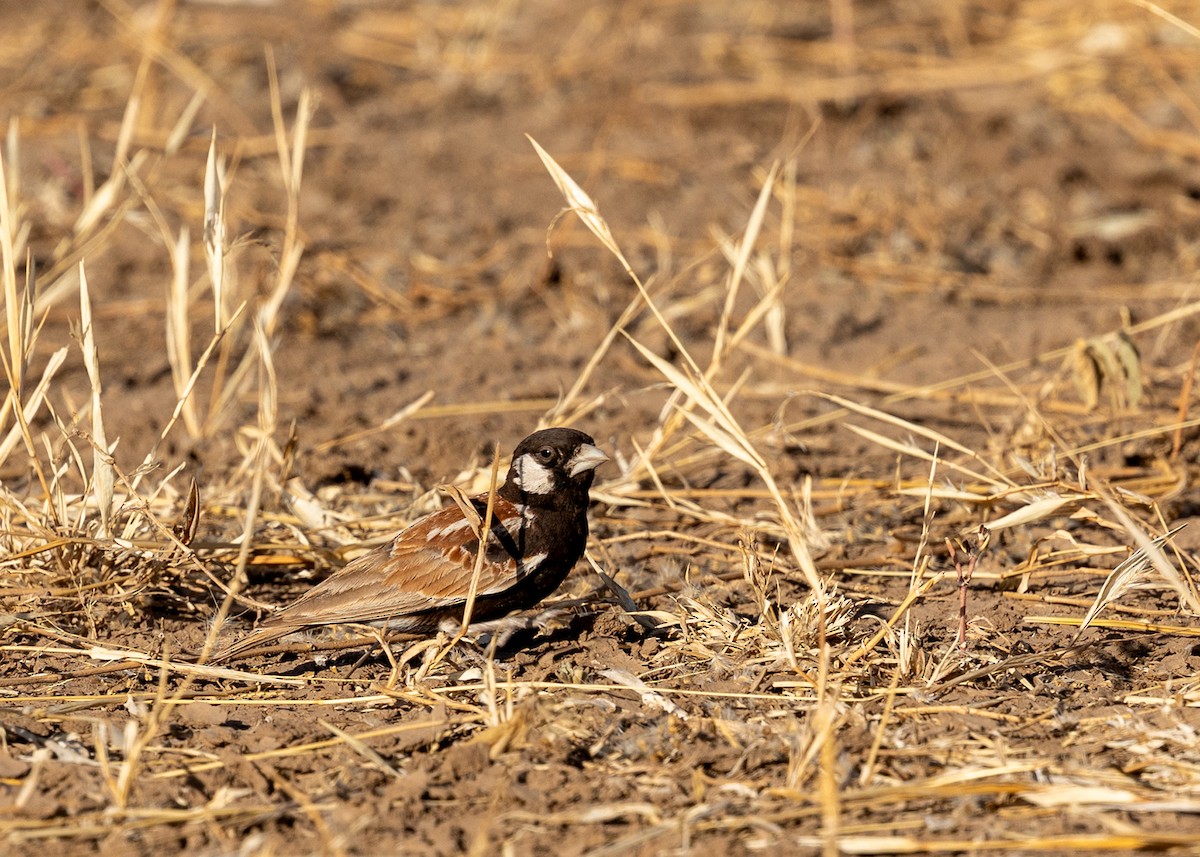 Chestnut-backed Sparrow-Lark - ML649834711