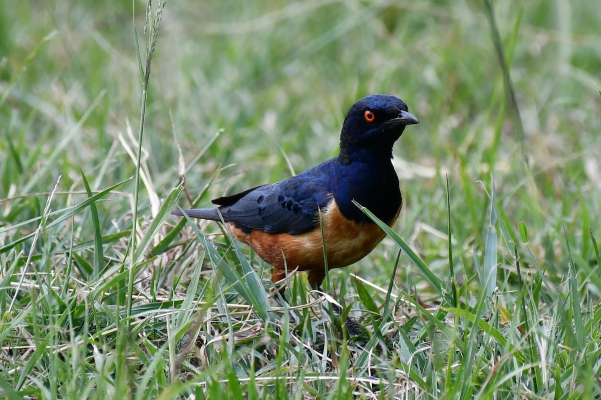 Hildebrandt's Starling - ML649834776