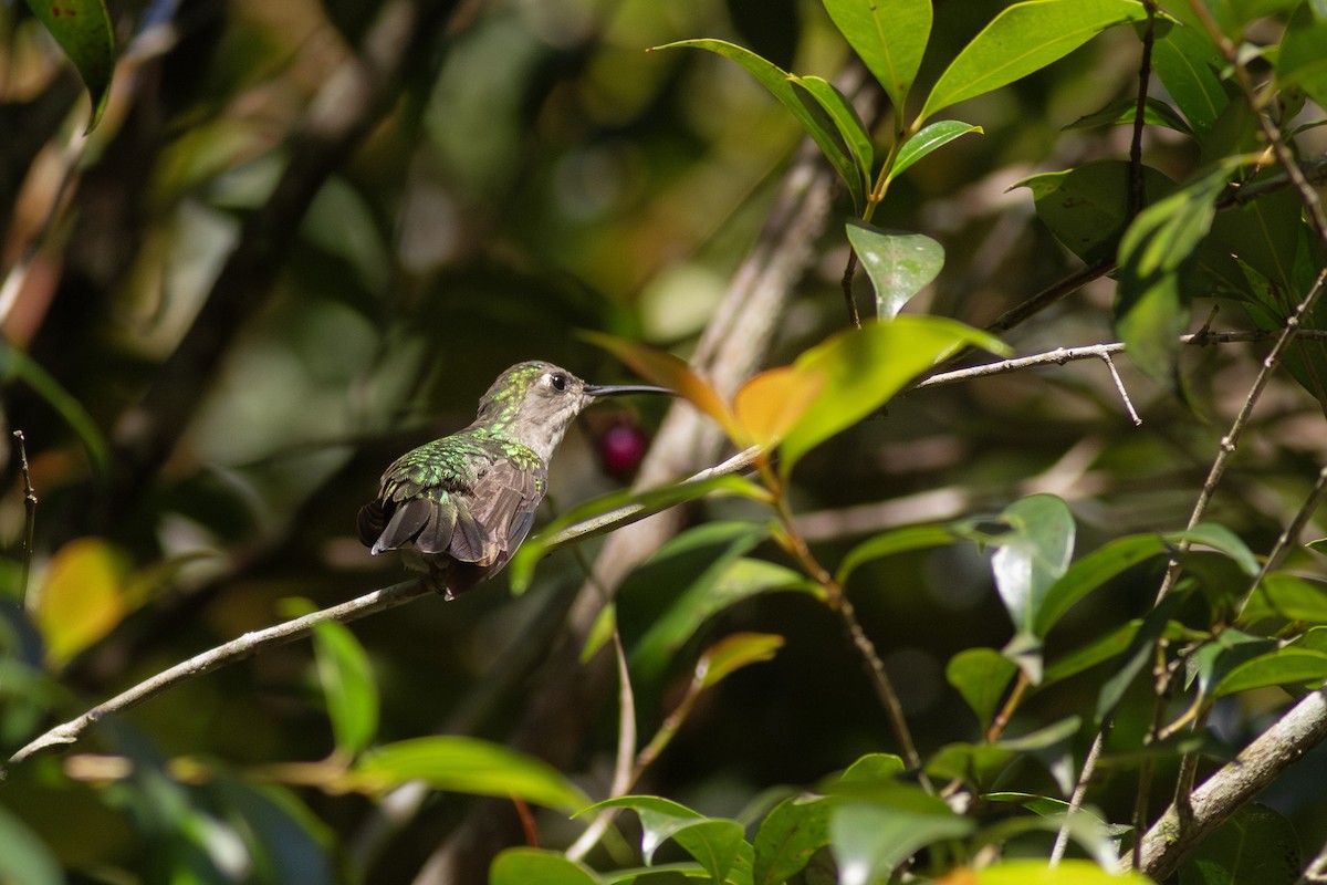 Wedge-tailed Sabrewing - ML649835039