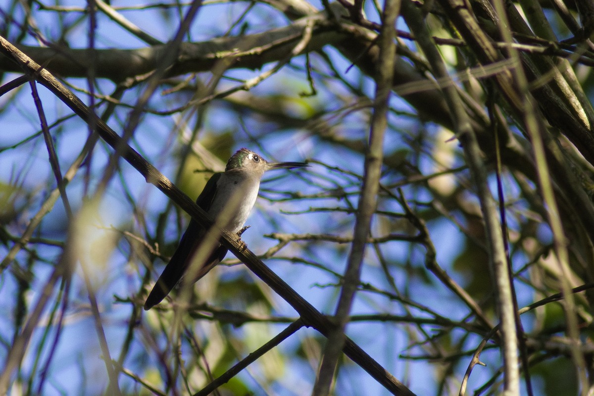 Wedge-tailed Sabrewing - ML649835054
