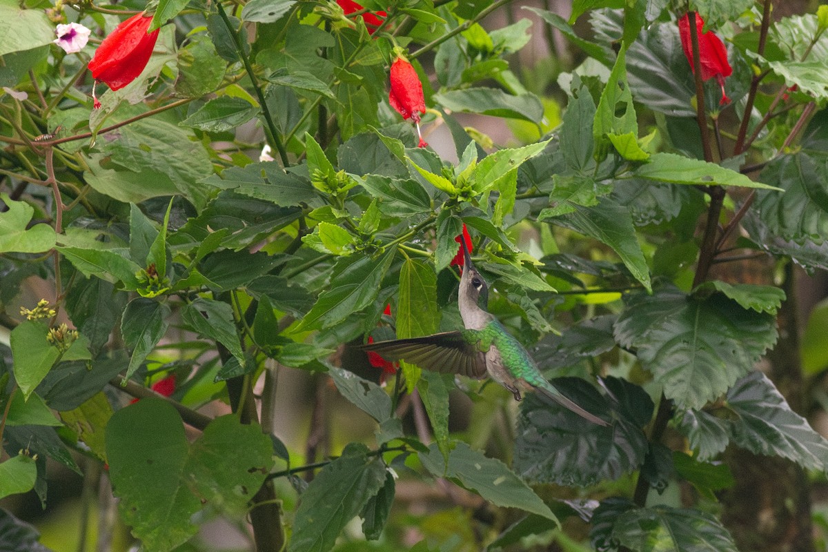 Wedge-tailed Sabrewing - ML649835236