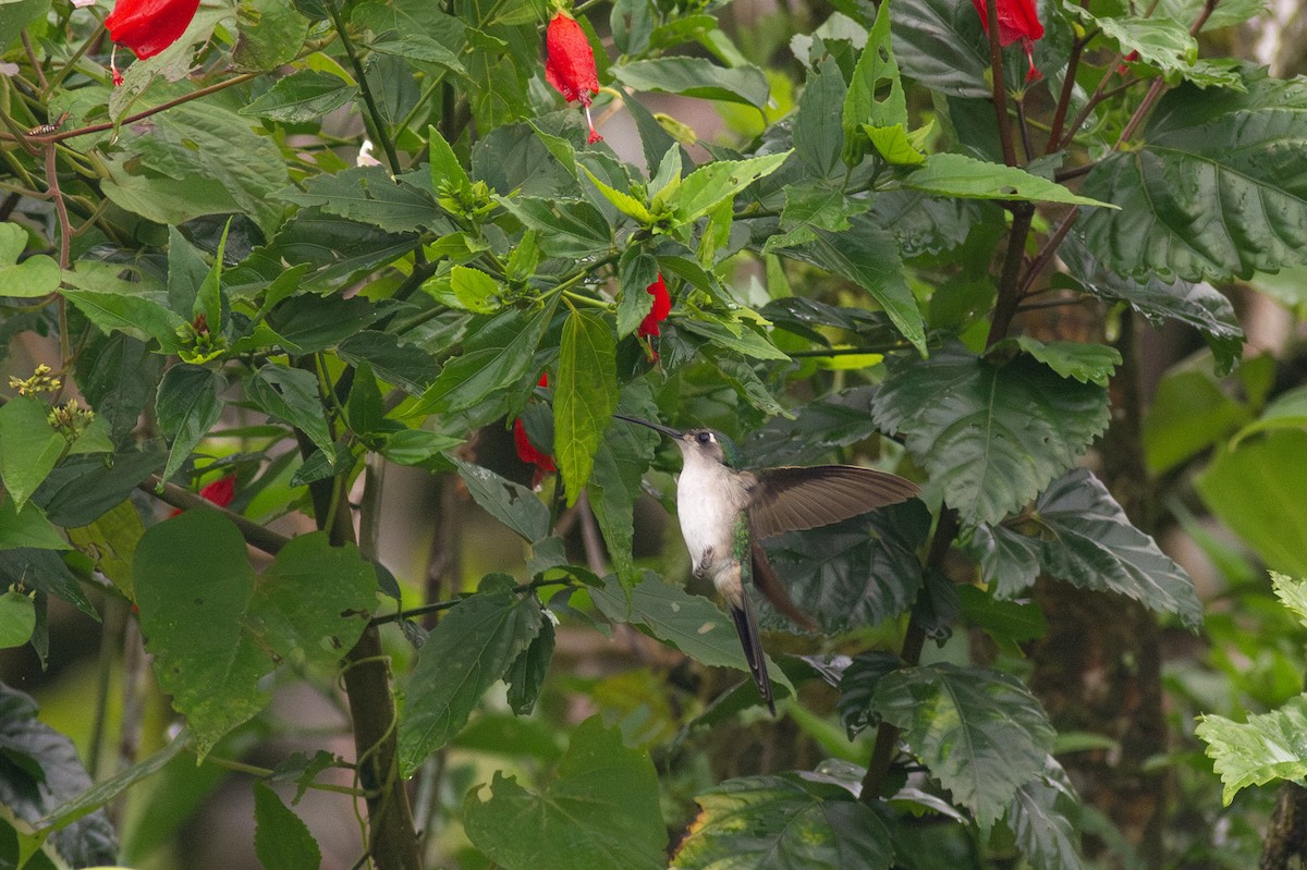 Wedge-tailed Sabrewing - ML649835237