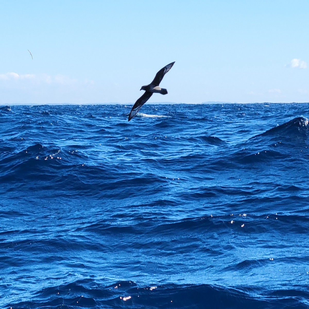 Providence Petrel - ML649835277