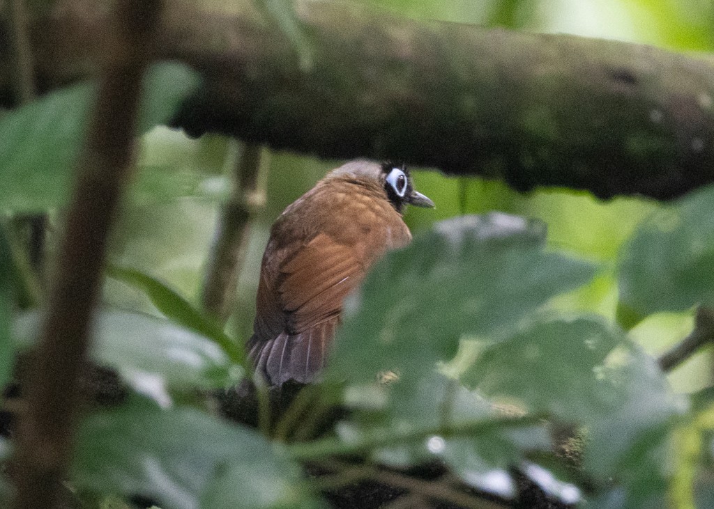 Hairy-crested Antbird - ML649835345
