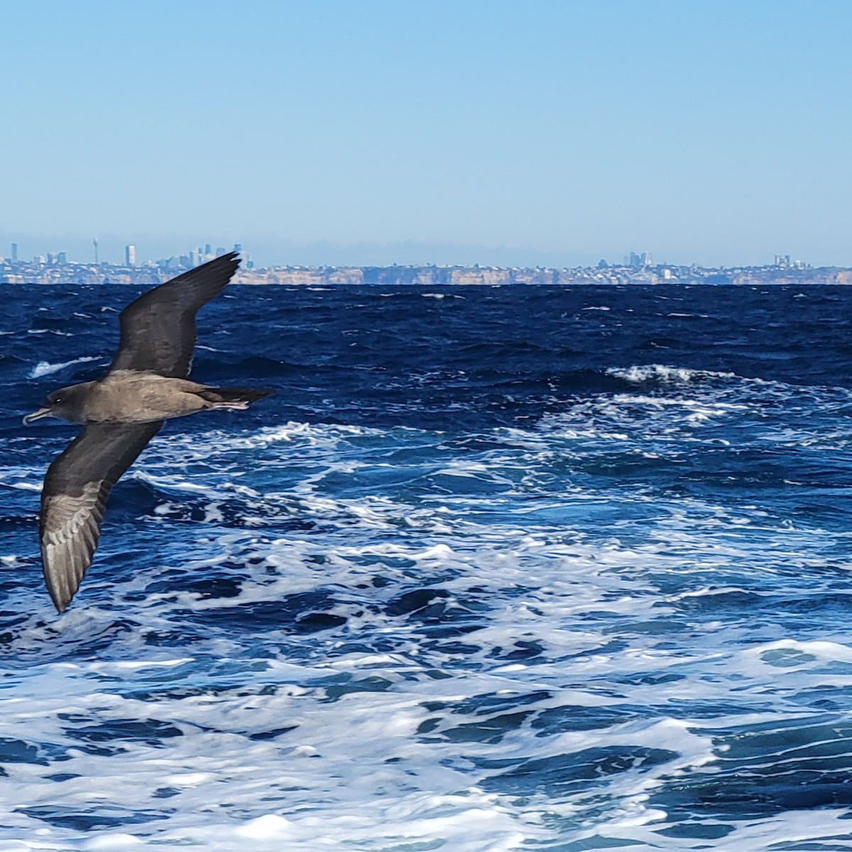 Wedge-tailed Shearwater - ML649835513