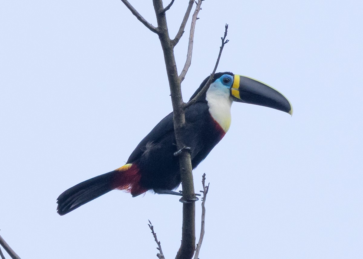 White-throated Toucan - ML649835521