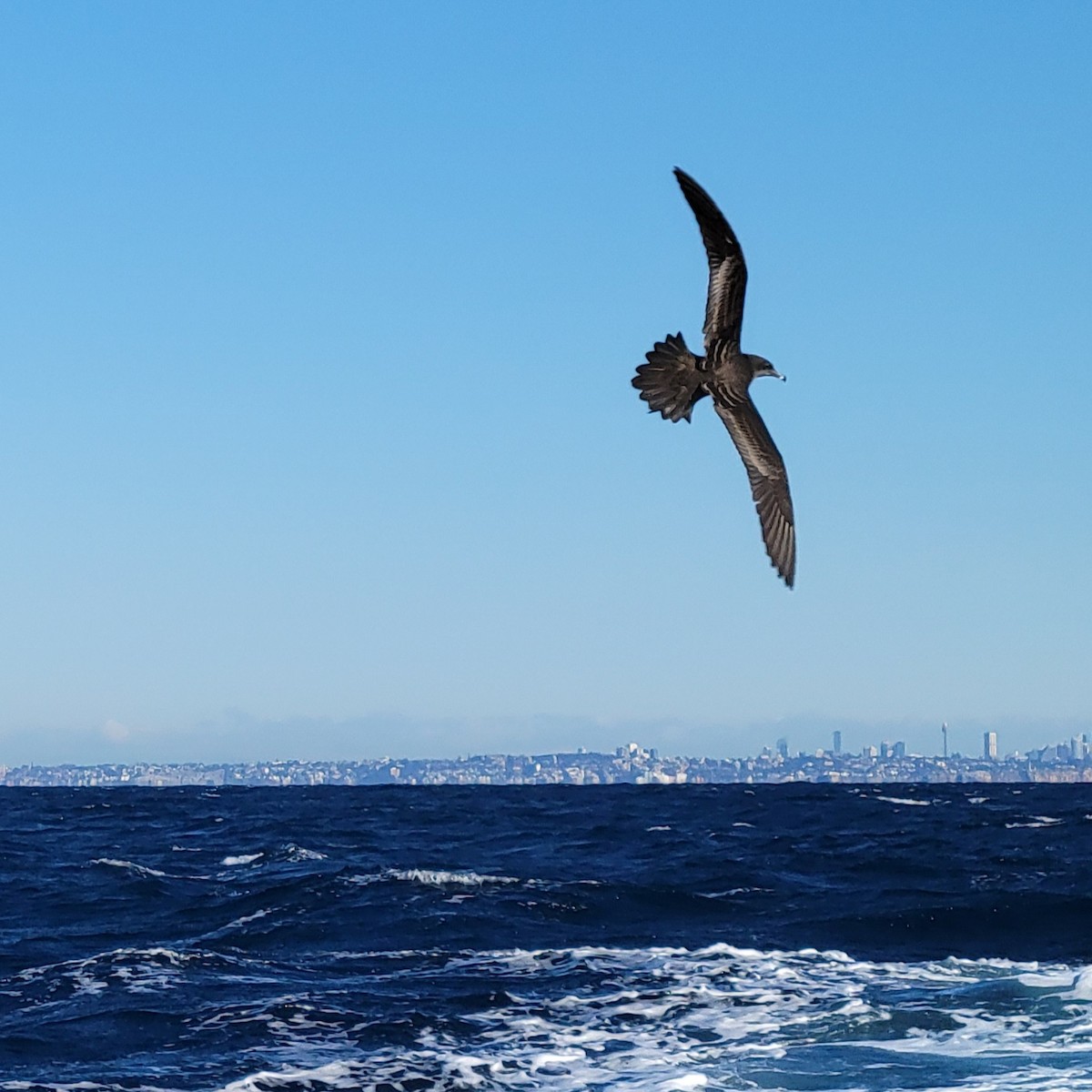 Wedge-tailed Shearwater - ML649835585