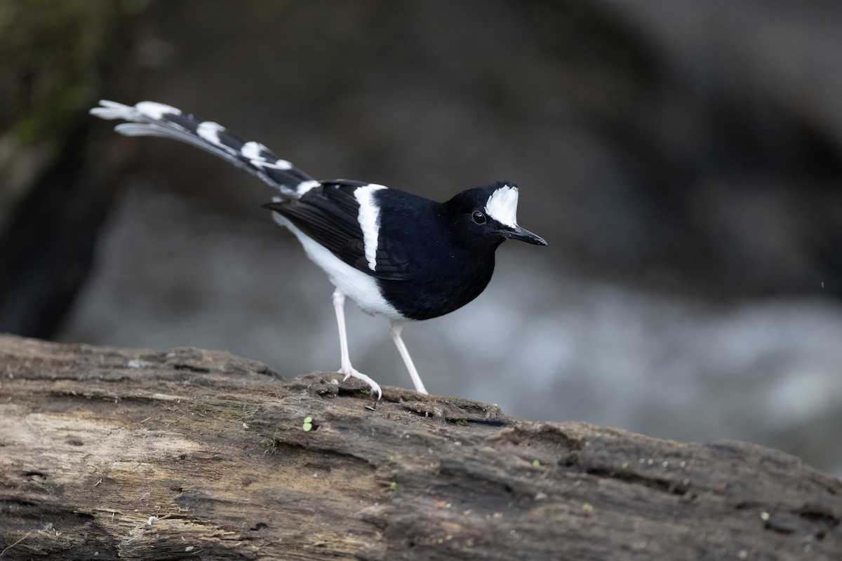 White-crowned Forktail (Northern) - ML649836682