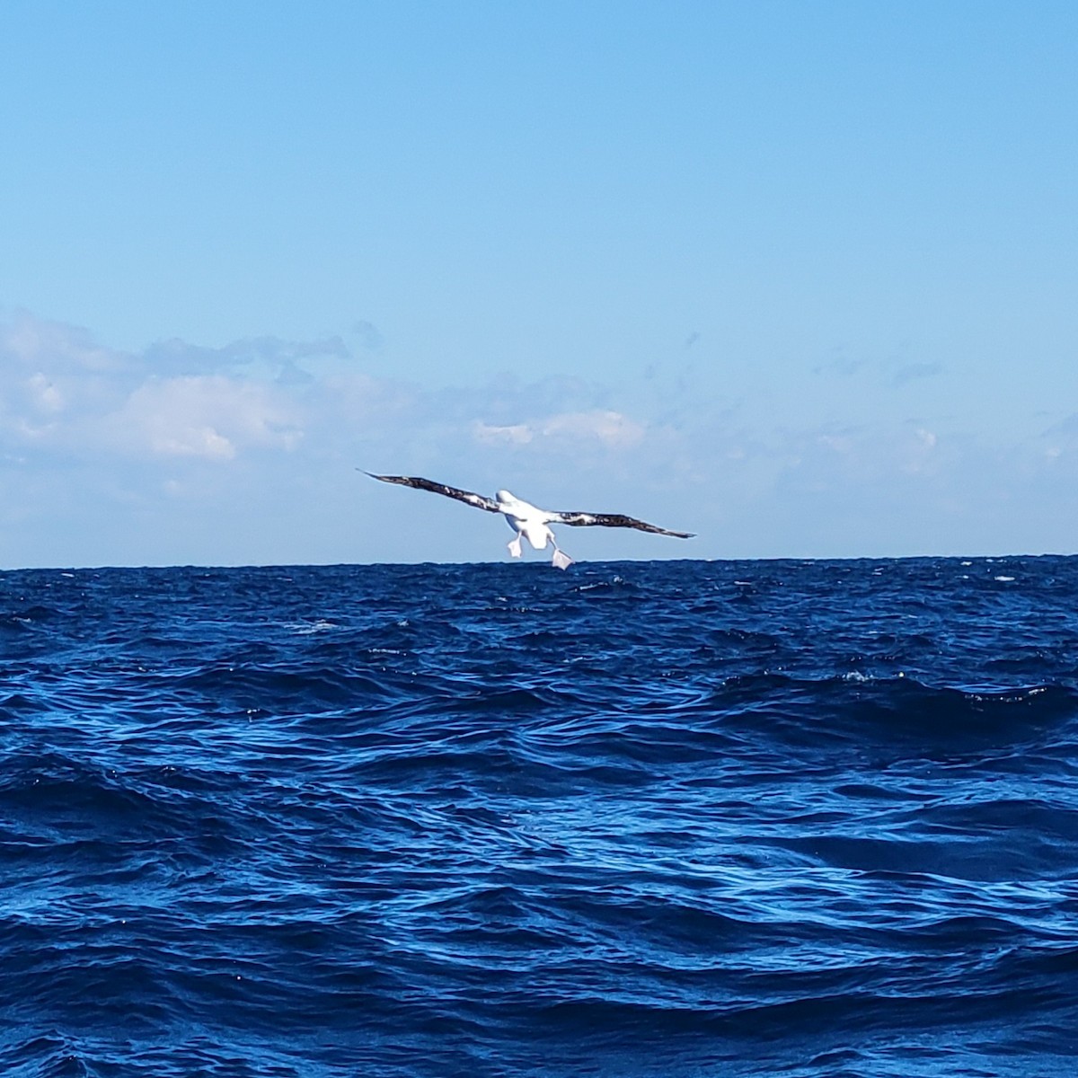 Antipodean Albatross (Gibson's) - ML649836781