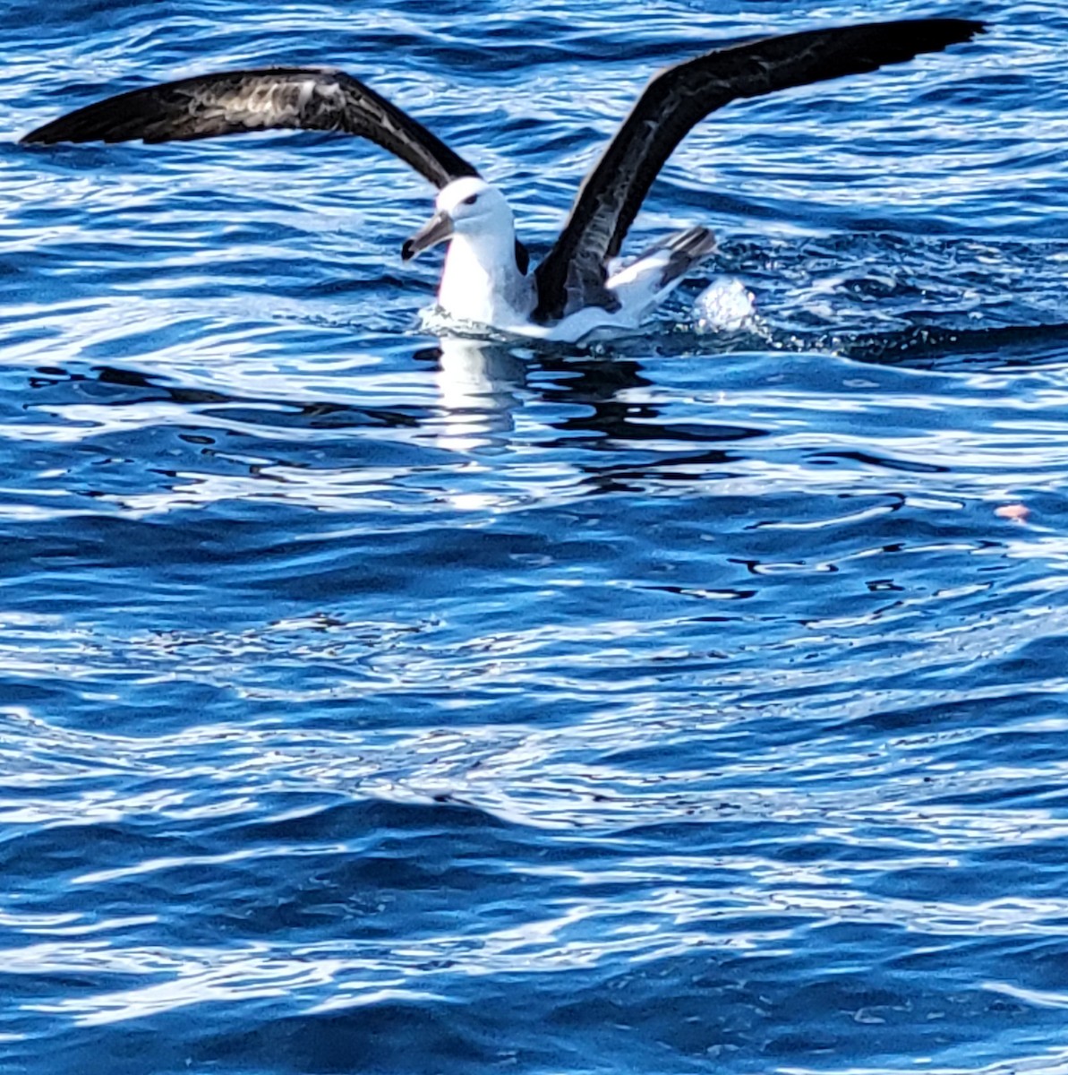 Black-browed Albatross (Black-browed) - ML649836913