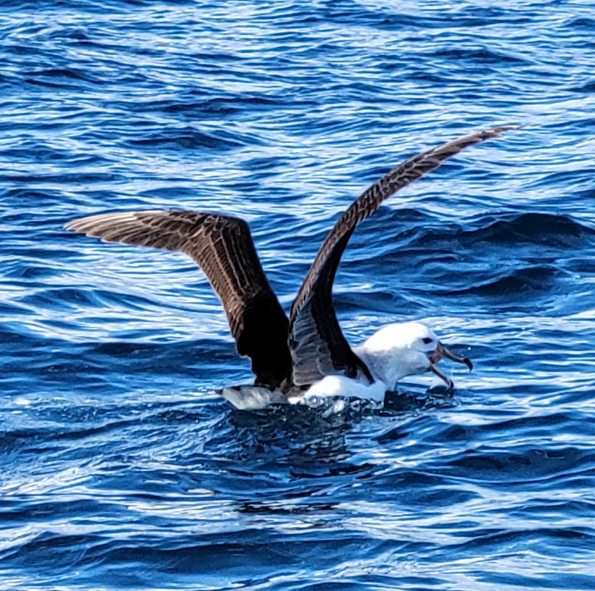 Black-browed Albatross (Black-browed) - ML649836914