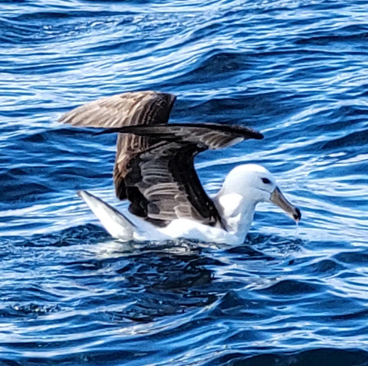 Black-browed Albatross (Black-browed) - ML649836915