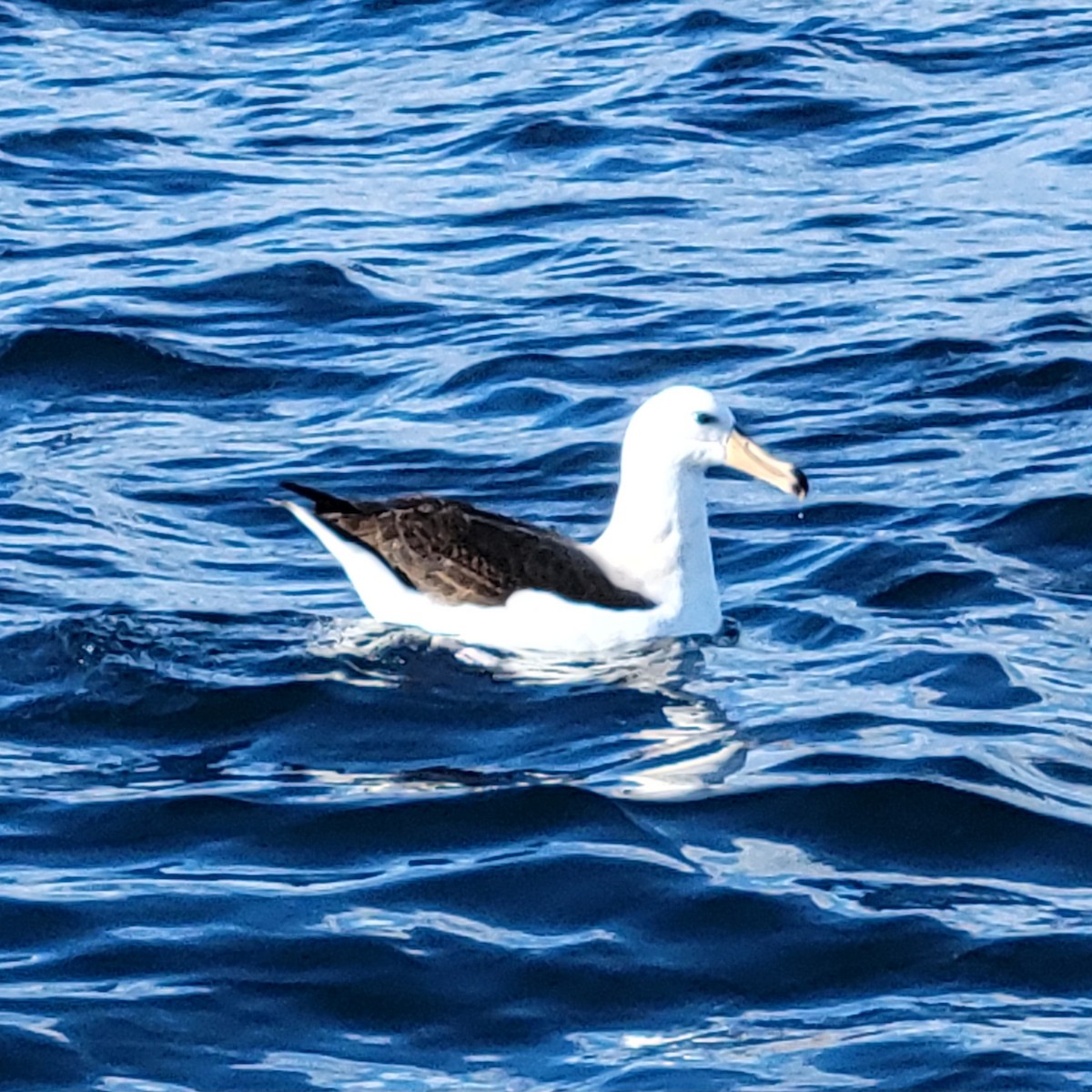 Black-browed Albatross (Black-browed) - ML649836916