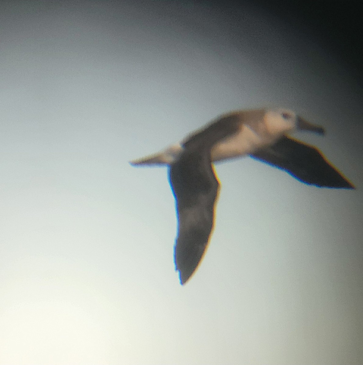 White-capped Albatross - ML649837178