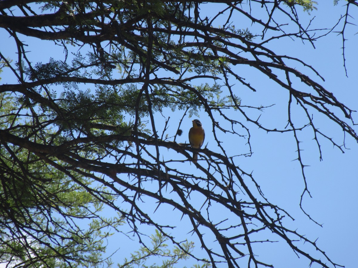 Golden-breasted Bunting - ML649837486