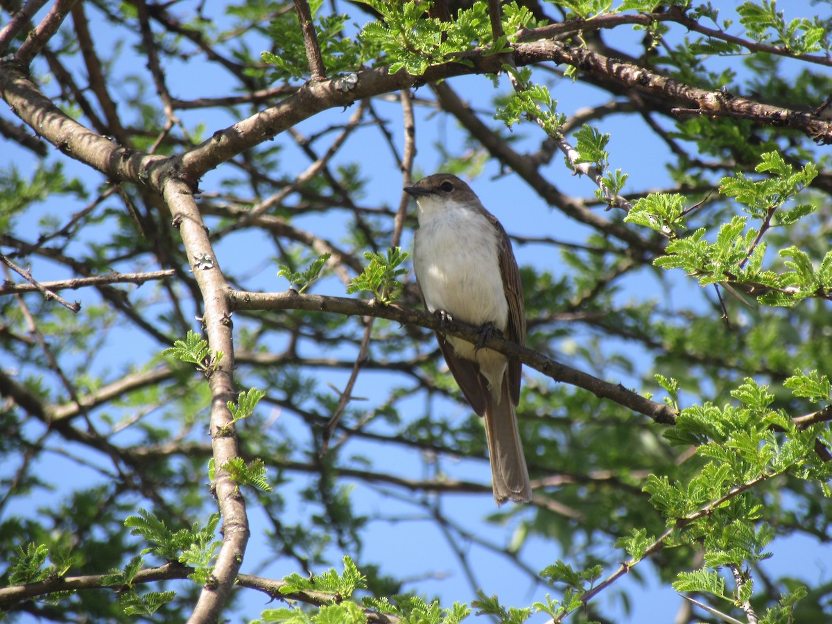 Marico Flycatcher - ML649837508