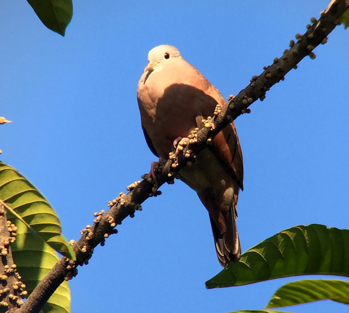 Ruddy Ground Dove - ML64983761