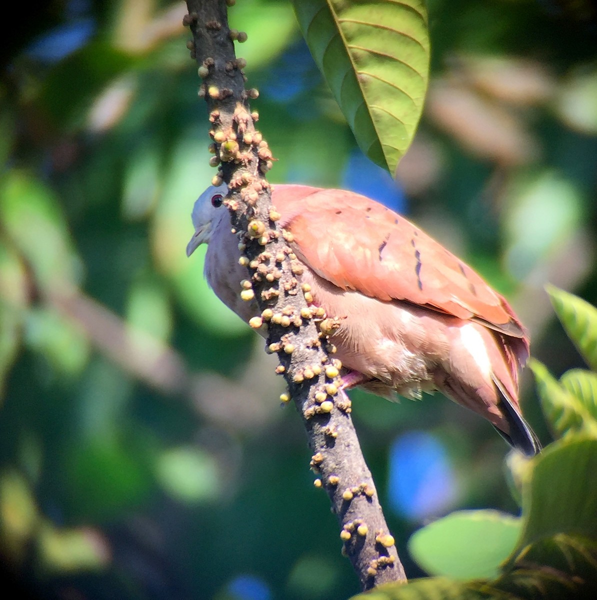 Ruddy Ground Dove - ML64983771