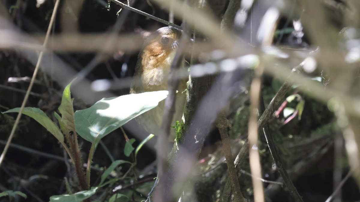 Rostwangen-Ameisenpitta - ML649837935