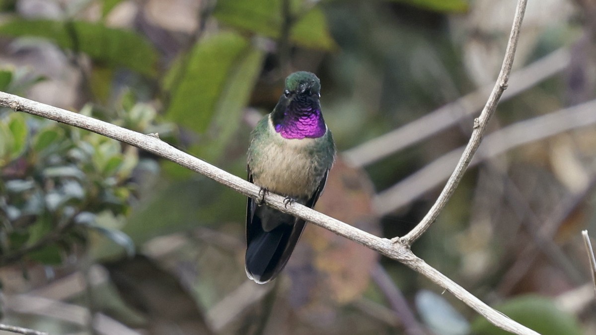 Amethyst-throated Sunangel - ML649838001
