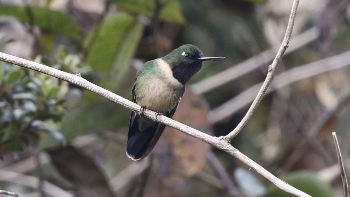 Amethyst-throated Sunangel - ML649838002