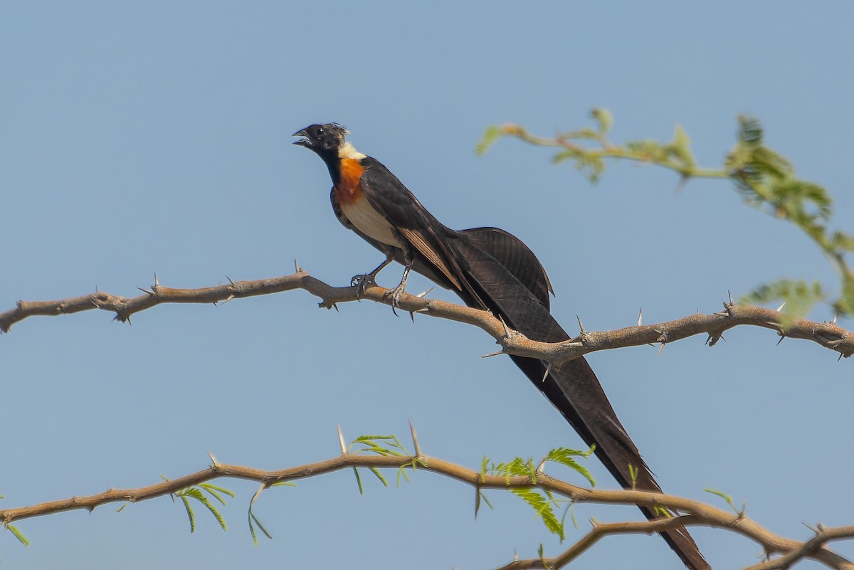 Veuve de paradis - ML649838880