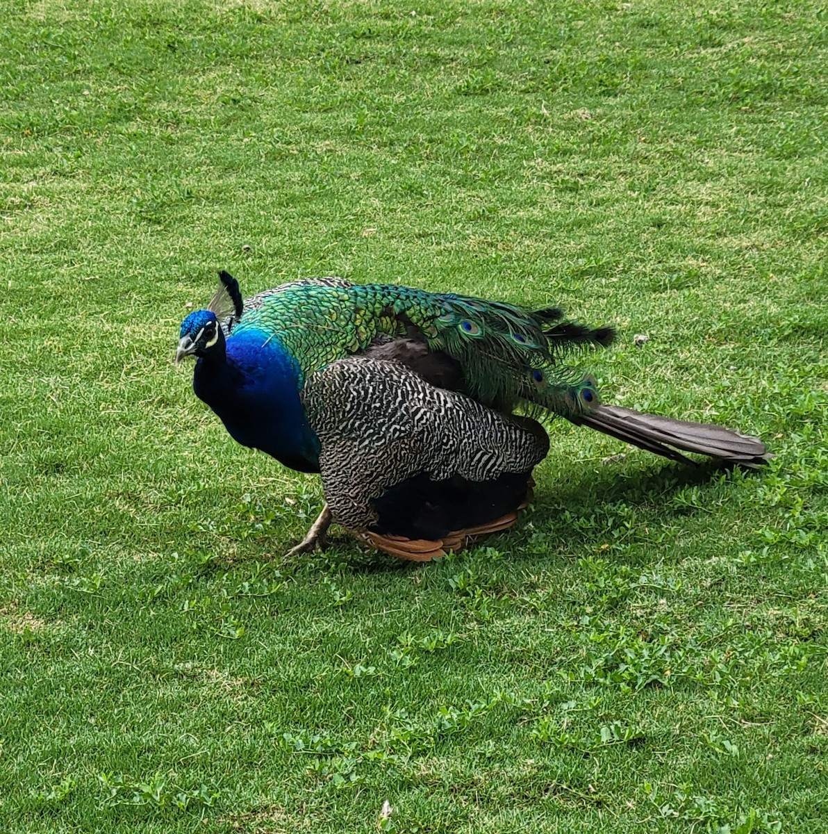 Indian Peafowl (Domestic type) - ML649839382