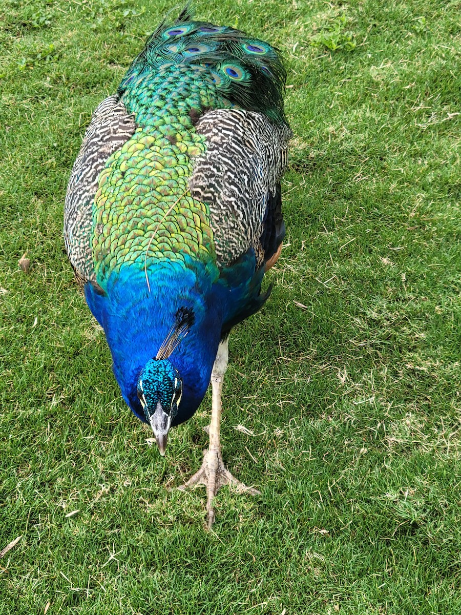 Indian Peafowl (Domestic type) - ML649839383