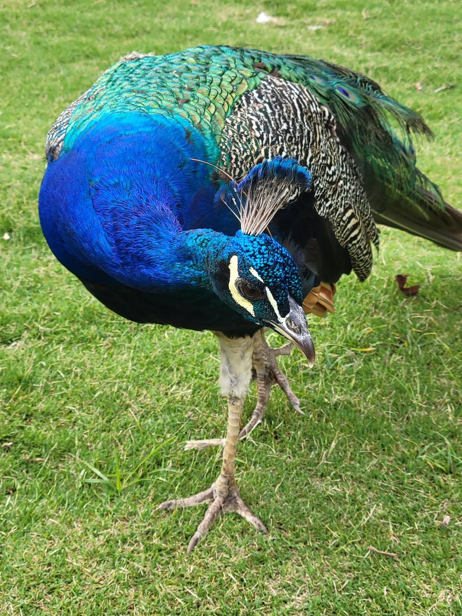 Indian Peafowl (Domestic type) - ML649839384