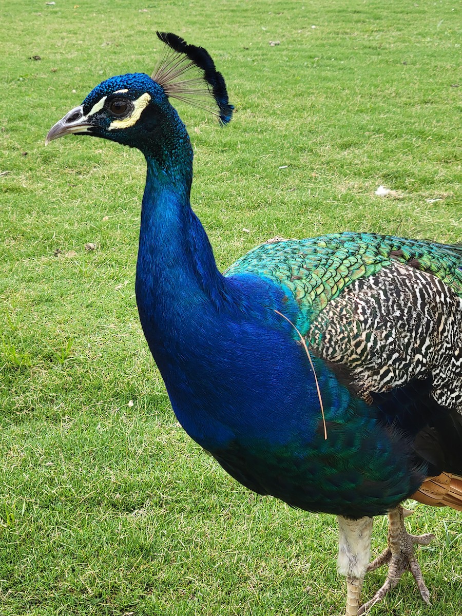 Indian Peafowl (Domestic type) - ML649839385