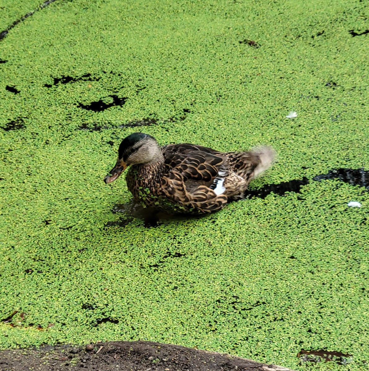 Mallard - ML649839572