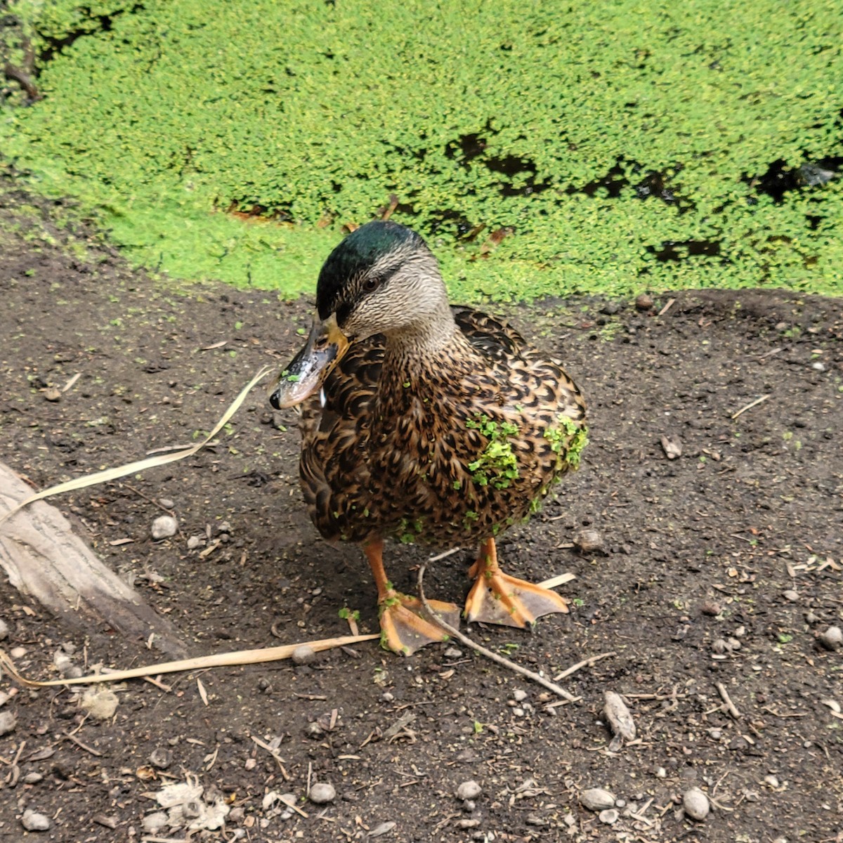 Mallard - ML649839573